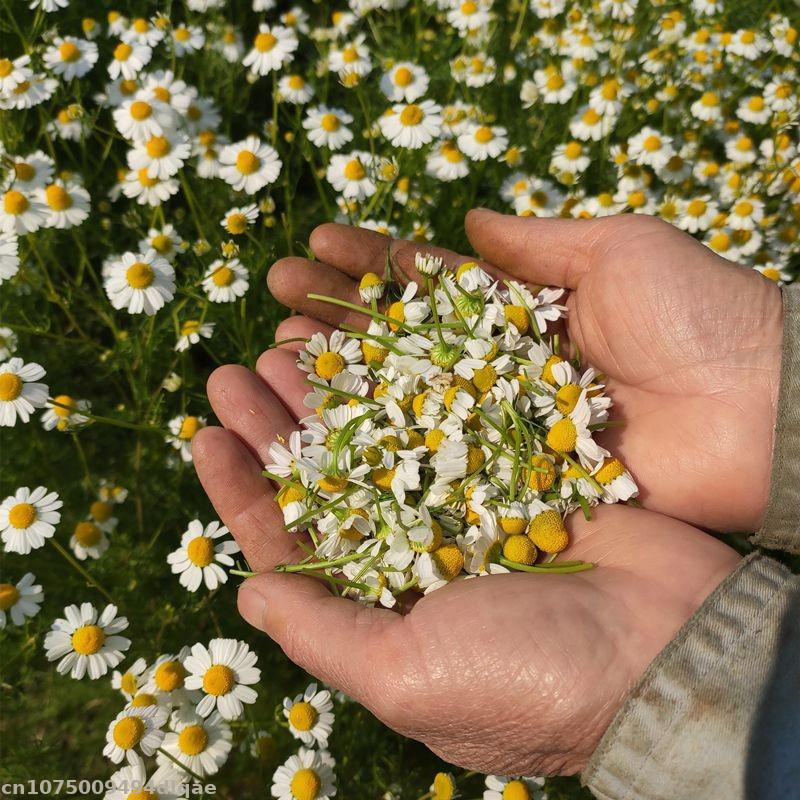 %100 Doğal Kurutulmuş Papatya  - Candle Making And Perfume incelemesi ve fiyatı