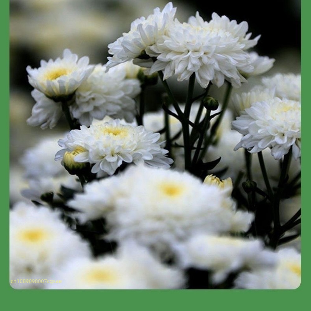 Doğal Kurutulmuş Çiçek Malzeme - Candle Making And Perfume incelemesi ve fiyatı